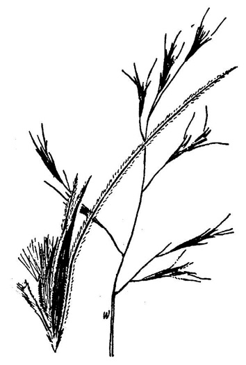 image of Triplasis americana, Southern Sandgrass, Perennial Sandgrass