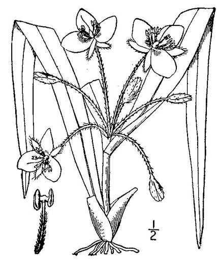 image of Tradescantia virginiana, Virginia Spiderwort