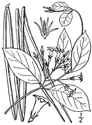 image of Thyrsanthella difformis, Climbing Dogbane