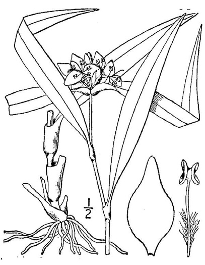 image of Tradescantia subaspera, Zigzag Spiderwort, Wide-leaved Spiderwort