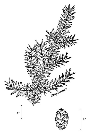 image of Tsuga canadensis, Eastern Hemlock, Canada Hemlock, Spruce Pine, Hemlock Spruce