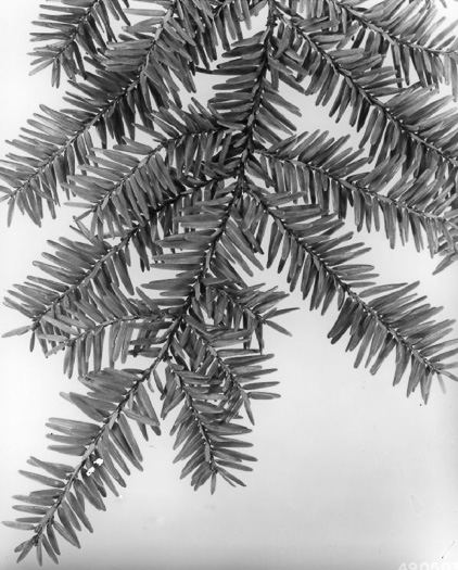 image of Tsuga canadensis, Eastern Hemlock, Canada Hemlock, Spruce Pine, Hemlock Spruce