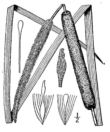 image of Typha angustifolia, Narrowleaf Cattail