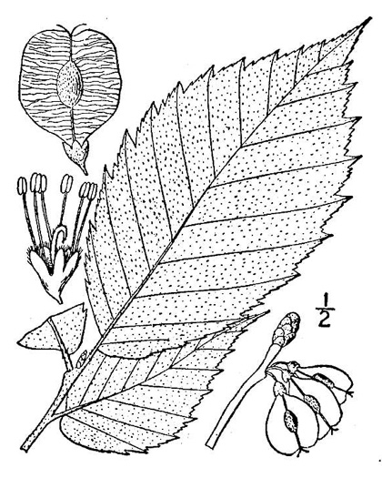 image of Ulmus rubra, Slippery Elm, Red Elm