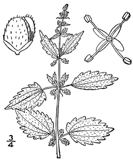 Urtica chamaedryoides, Weak Nettle, Dwarf Stinging Nettle, Heartleaf Nettle