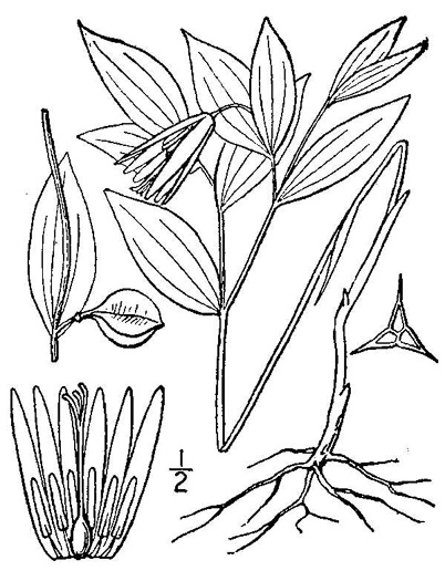 Uvularia sessilifolia, Wild-oats, Sessile-leaf Bellwort, Straw-lily