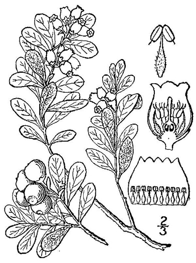 image of Arctostaphylos uva-ursi, Bearberry, Kinnikinick