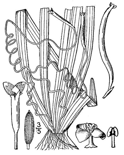 image of Vallisneria americana, American Eelgrass, Water-celery, Tapegrass, Vallisneria