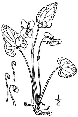 image of Viola affinis, LeConte's Violet, Sand Violet, Thinleaf Violet, Missouri Violet