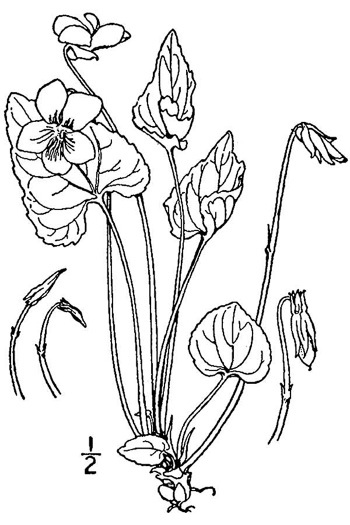 image of Viola cucullata, Blue Marsh Violet, Bog Violet