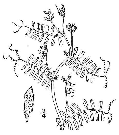 image of Vicia hirsuta, Tiny Vetch, Hairy Tare