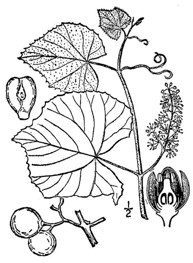 Vitis labrusca, Fox Grape