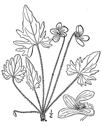 image of Viola palmata var. palmata, Wood Violet, Southern Three-lobed Violet