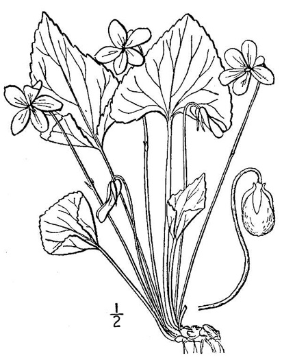 image of Viola sororia var. sororia, Dooryard Violet, Confederate Violet, Common Blue Violet