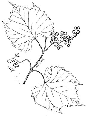 Vitis riparia, Riverbank Grape