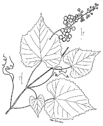 Vitis vulpina, Frost Grape, Winter Grape, Chicken Grape