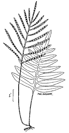 Lorinseria areolata, Netted Chain-fern, Net-veined Chainfern