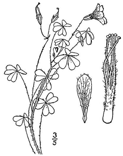 image of Oxalis macrantha, Sadie Price’s Yellow Wood-sorrel