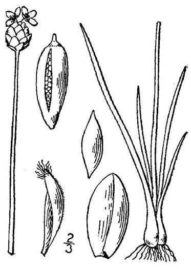 image of Xyris caroliniana, Pineland Yellow-eyed-grass, Carolina yellow-eyed-grass