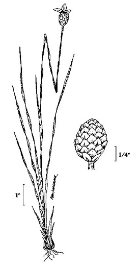 image of Xyris torta, Twisted Yellow-eyed-grass, Mountain Yellow-eyed-grass, Slender Yellow-eyed-grass