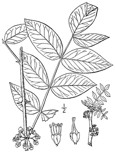 image of Zanthoxylum americanum, Northern Toothache Tree, Northern Prickly-ash