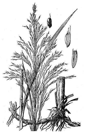 image of Zizaniopsis miliacea, Southern Wild-rice, Water-millet, Giant Cutgrass