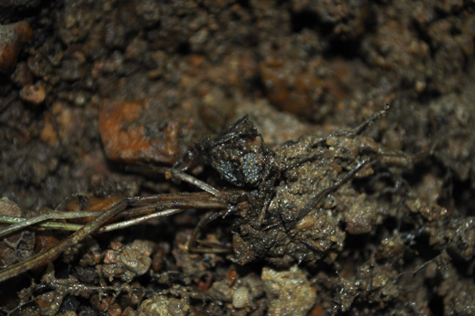 image of Isoetes hyemalis, Wintergreen Quillwort, Winter Quillwort, evergreen quillwort