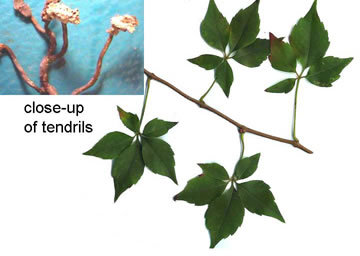 image of Parthenocissus quinquefolia, Virginia Creeper