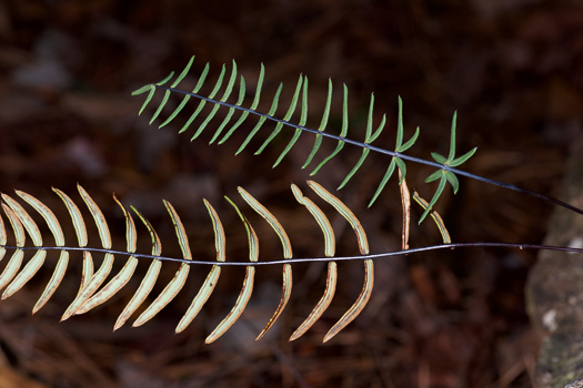 image of Pellaea ternifolia ssp. arizonica, Arizona Cliffbrake