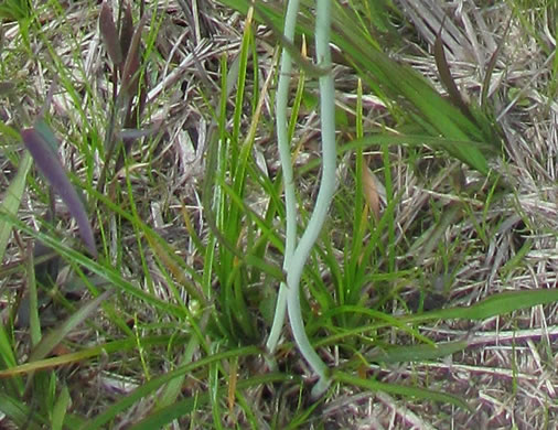 image of Coreopsis falcata, Pool Coreopsis, Carolina Tickseed, Sickle Tickseed