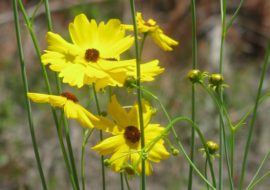 image of Coreopsis falcata, Pool Coreopsis, Carolina Tickseed, Sickle Tickseed