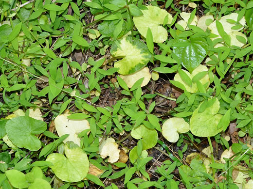 image of Ficaria verna ssp. verna, Fig Buttercup, Lesser Celandine, Pilewort