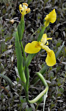 image of Iris pseudacorus, Yellow Flag, Water Flag, Yellow Iris