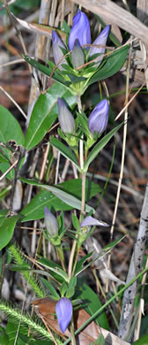 image of Gentiana catesbyi, Coastal Plain Gentian, Catesby's Gentian, Elliott's Gentian