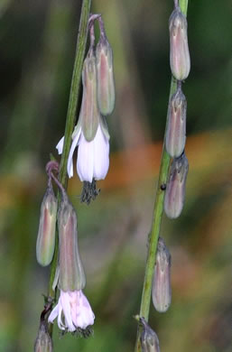 image of Nabalus autumnalis, Slender Rattlesnake-root, One-sided Rattlesnake-root