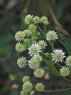 image of Verbesina walteri, Walter's Wingstem, Carolina Crownbeard, Walter's Crownbeard