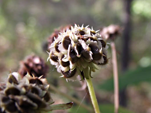 image of Verbesina walteri, Walter's Wingstem, Carolina Crownbeard, Walter's Crownbeard