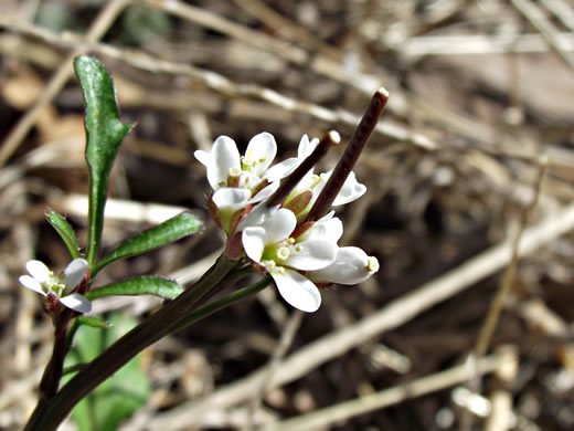 image of Cardamine hirsuta, Hairy Bittercress