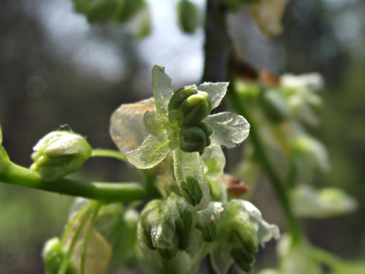 image of Celtis occidentalis, Northern Hackberry