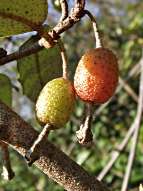 image of Elaeagnus pungens, Thorny Olive, Autumn Siverberry, Silverthorn, Thorny Elaeagnus