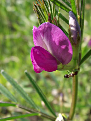 image of Vicia sativa ssp. nigra, Narrowleaf Vetch, Garden Vetch