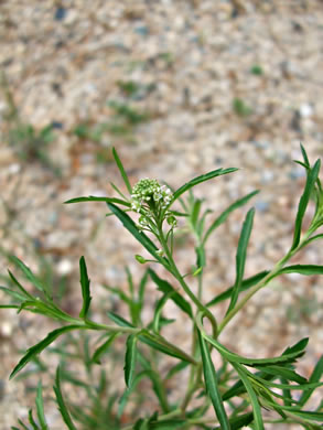 image of Lepidium virginicum var. virginicum, Poor Man's Pepper, Peppergrass