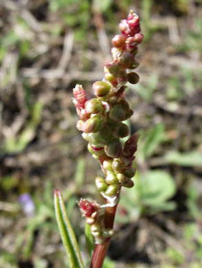 image of Acetosa hastatula, Wild Dock, Heartwing Dock, Sourgrass, Heartwing Sorrel