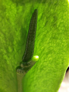 image of Ophioglossum pycnostichum, Southern Adder's-tongue