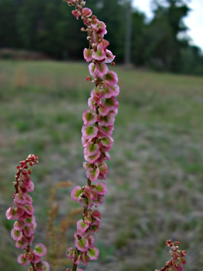 image of Acetosa hastatula, Wild Dock, Heartwing Dock, Sourgrass, Heartwing Sorrel