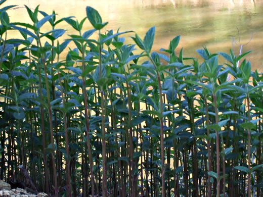 image of Teucrium canadense var. canadense, American Germander, Wood Sage, Common Germander