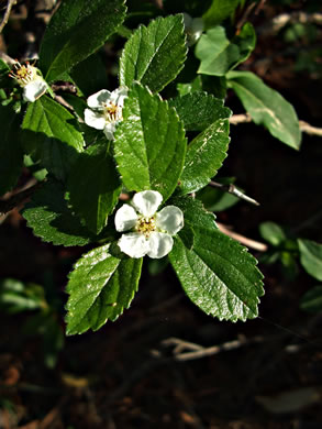 image of Crataegus uniflora, Oneflower Hawthorn, Dwarf Haw