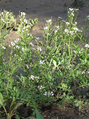 image of Cardamine pensylvanica, Pennsylvania Bittercress, Quaker Bittercress