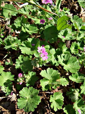 image of Geranium molle, Dove's-foot Cranesbill