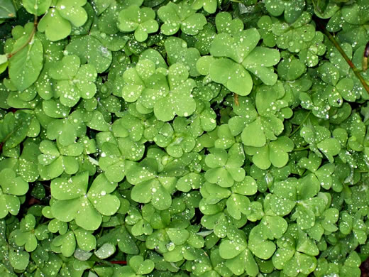 image of Oxalis articulata, Windowbox Wood-sorrel